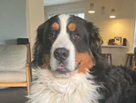 Pet cared for during a sit