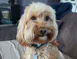 Pet cared for during a sit