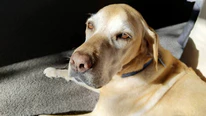 Pet cared for during a sit